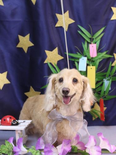 20230708グラちゃん